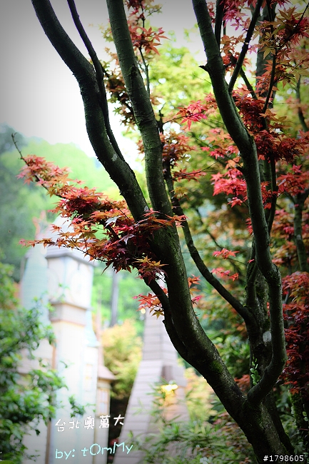 楓葉の台北奧萬大