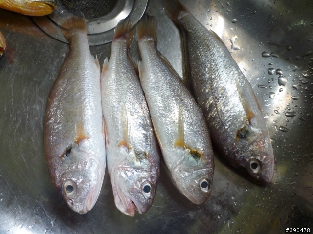 傳統市場買魚戰績