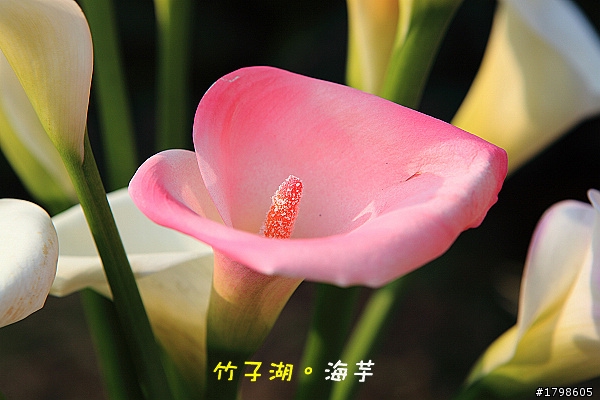 竹子湖海芋。分享