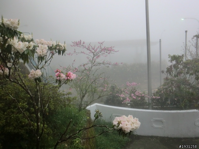 週休二日-每週一遊:阿里山