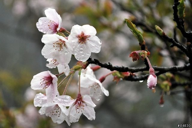 3-26 霧裡的櫻花