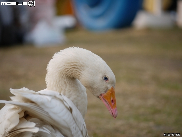 Panasonic Lumix G 45-200mm F4.0-5.6  開箱文