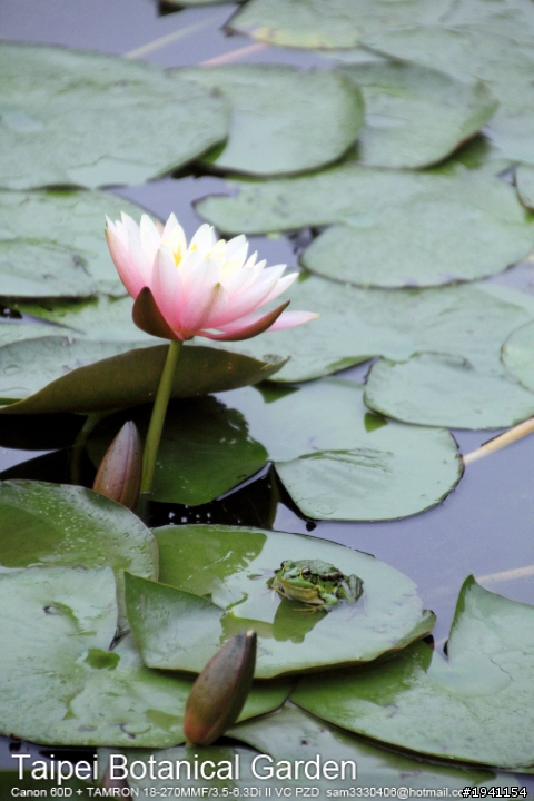 當Canon 60D遇上TAMRON 18-270MM F/3.5-6.3Di II VC PZD之台北植物園篇
