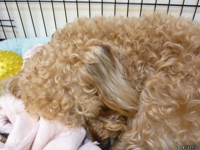 狗耳朵掉毛