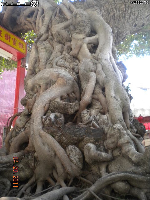 隱藏城市角落的自然奧妙 三級古蹟萬福庵