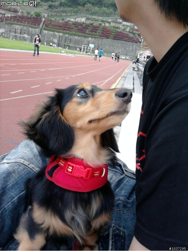 狗兒在分泌乳汁?