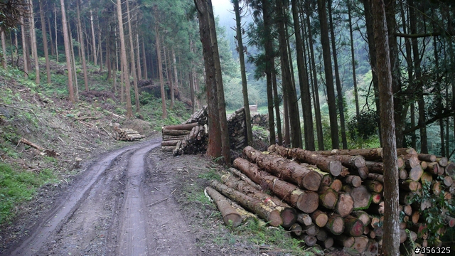 [遊記] 跳動和速度的迷戀, 羅山林道北線單車行