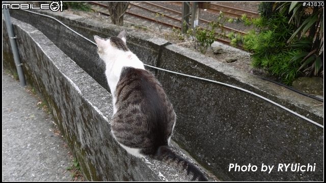 侯硐(猴硐)貓村初體驗...貓多~所以圖爆多!!