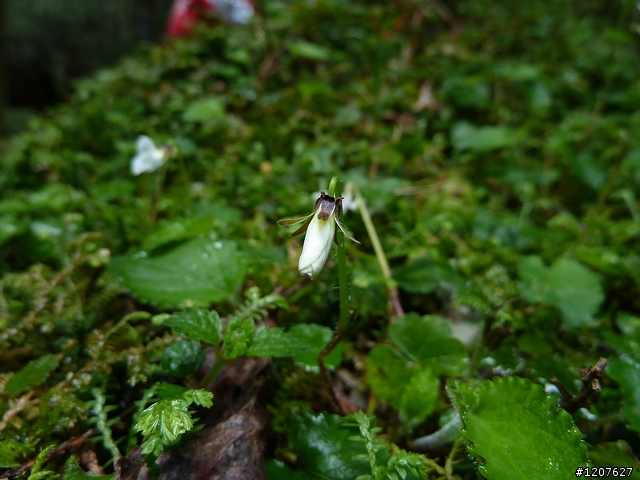 2011_愚人節阿里山賞櫻趣！（雪花片片影片已上傳）