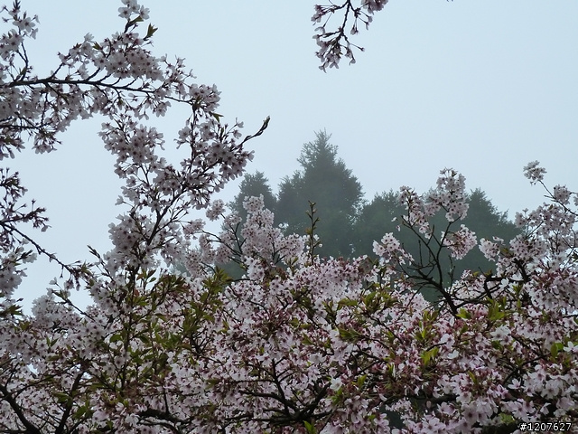 2011_愚人節阿里山賞櫻趣！（雪花片片影片已上傳）