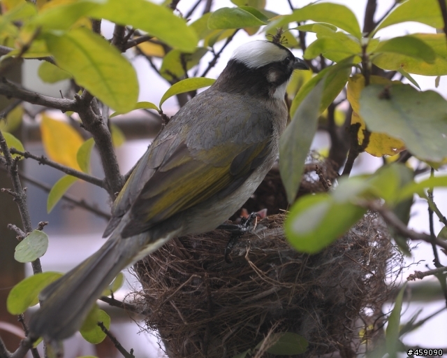 N24-70也可打鳥耶(更新小鳥長大的照片)