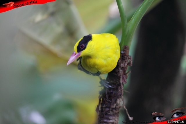 新竹綠世界 詳細介紹_CANON 5D2 圖片& 影片 FULL HD 1080P