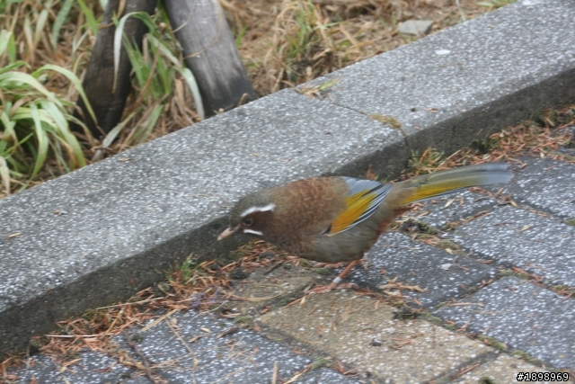 想請問這是什麼鳥?在合歡山管理處拍到的