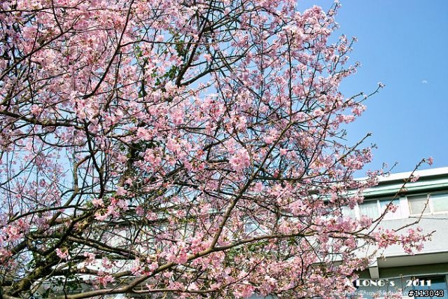 DP2s拍花也沒問題啦