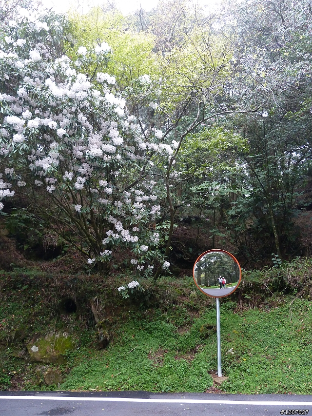2011_愚人節阿里山賞櫻趣！（雪花片片影片已上傳）