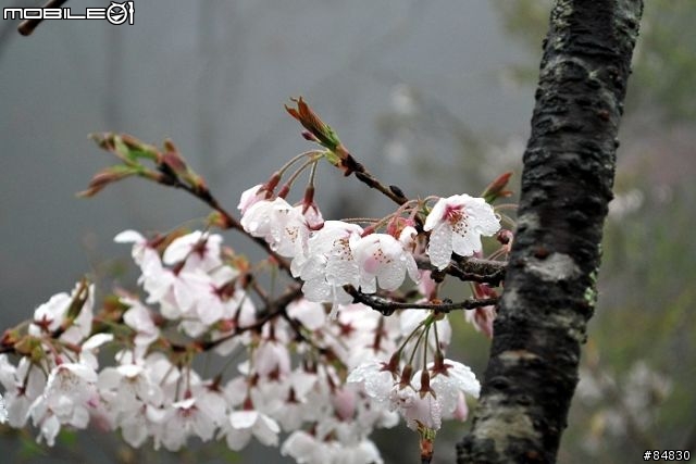3-26 霧裡的櫻花