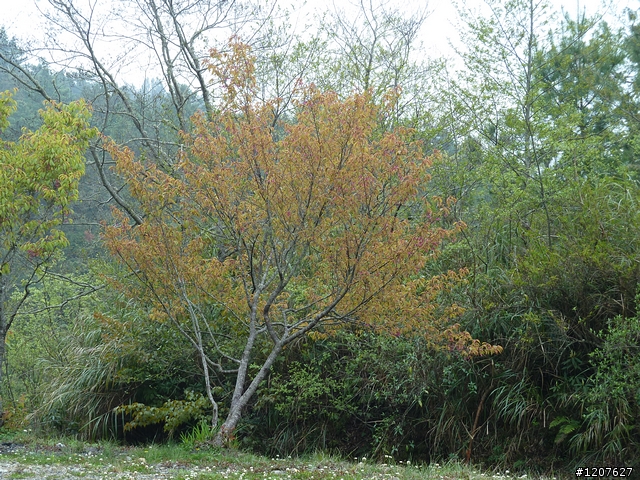 2011_愚人節阿里山賞櫻趣！（雪花片片影片已上傳）