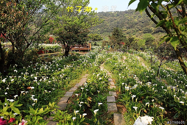 竹子湖海芋。分享