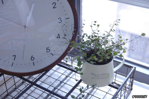 請幫忙解答這些花草名字