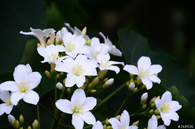 新手拍油桐花