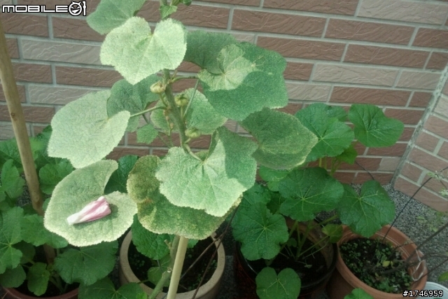 昨天看到鄰居家的植物開花了，但是不知道是啥名字?????
