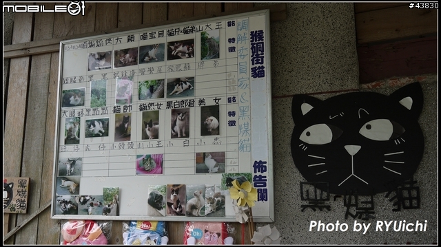 侯硐(猴硐)貓村初體驗...貓多~所以圖爆多!!