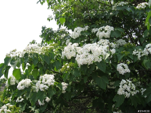 彰化福田桐花生態園區~~~~賞桐花