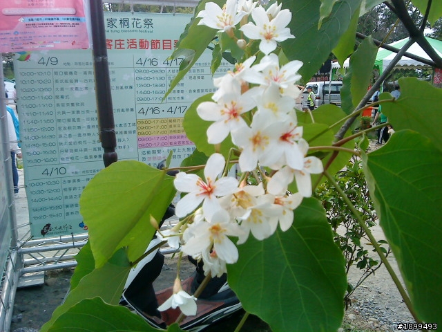 ix35 之 古坑客家油桐花季遊~~!!