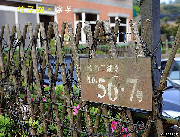 竹子湖海芋。分享