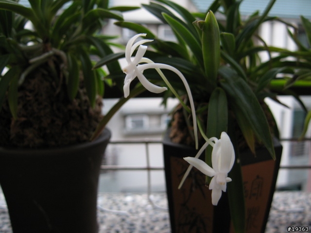 我家的"蘭花"草