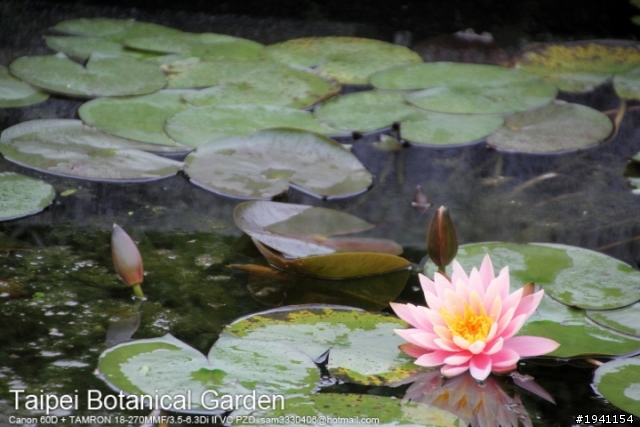 當Canon 60D遇上TAMRON 18-270MM F/3.5-6.3Di II VC PZD之台北植物園篇
