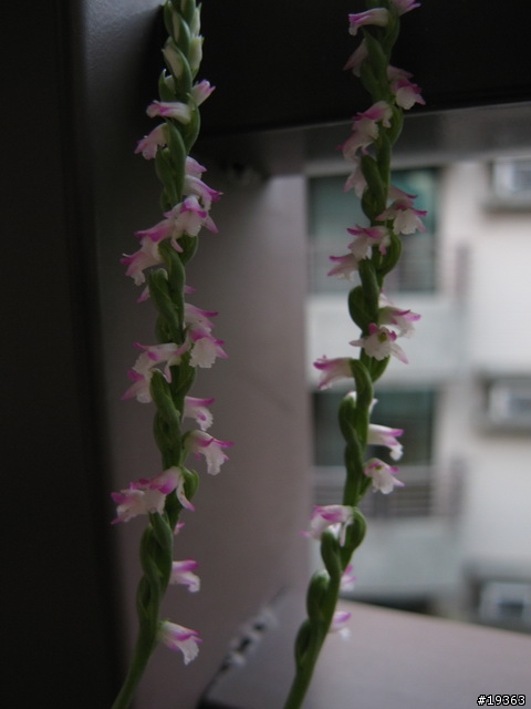 我家的"蘭花"草