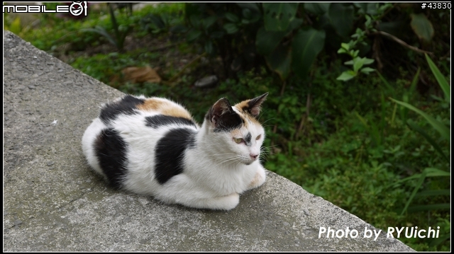 侯硐(猴硐)貓村初體驗...貓多~所以圖爆多!!