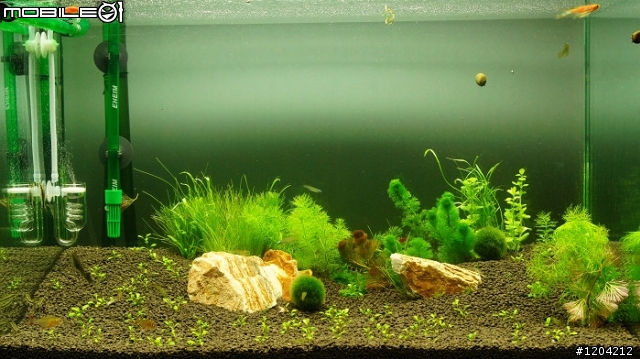 加入消化菌隔天變綠水....