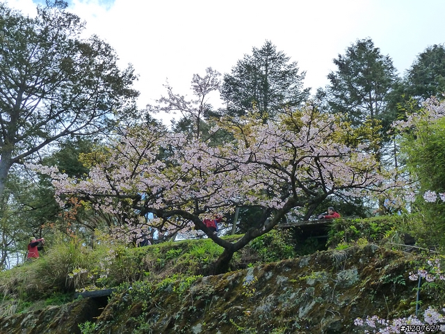 2011_愚人節阿里山賞櫻趣！（雪花片片影片已上傳）