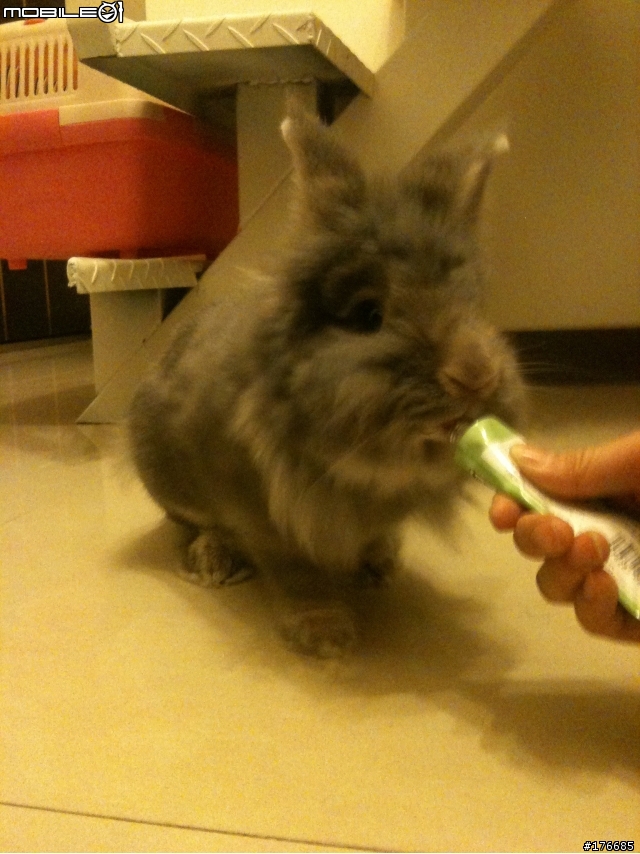 [送養成功]台北獅子兔送養