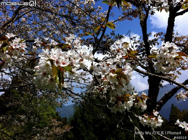 [04.09~04.10]安董之超級瘋狂阿里山遊記!!!