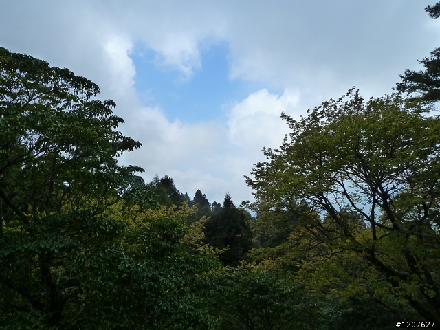 2011_愚人節阿里山賞櫻趣！（雪花片片影片已上傳）