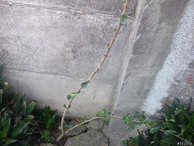 請問兩種植物?