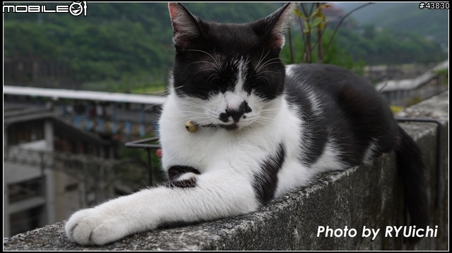 侯硐(猴硐)貓村初體驗...貓多~所以圖爆多!!