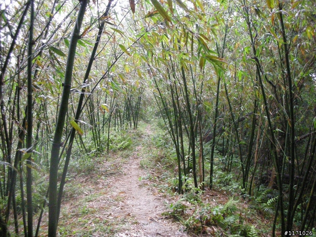 合作橋越嶺石門水庫(增列三鐵版 路跑版)