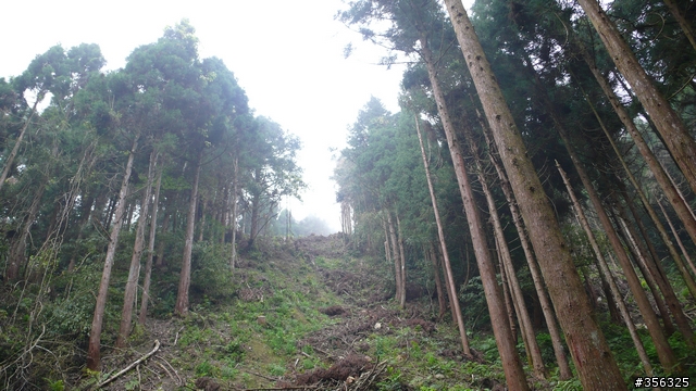 [遊記] 跳動和速度的迷戀, 羅山林道北線單車行