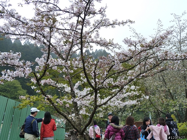 2011_愚人節阿里山賞櫻趣！（雪花片片影片已上傳）