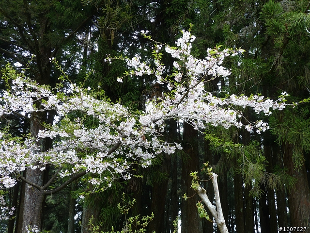 2011_愚人節阿里山賞櫻趣！（雪花片片影片已上傳）