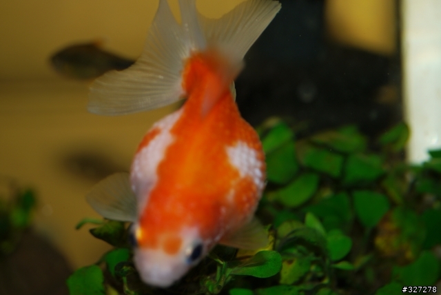 有人知道這隻金魚怎麼了嗎？