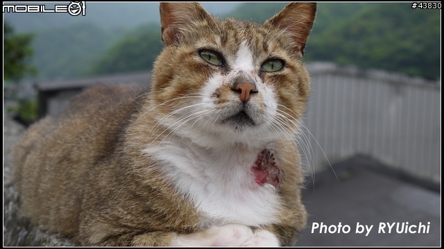侯硐(猴硐)貓村初體驗...貓多~所以圖爆多!!