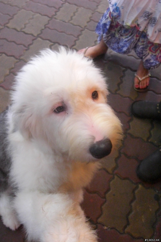 古牧幼犬尋找一輩子的家