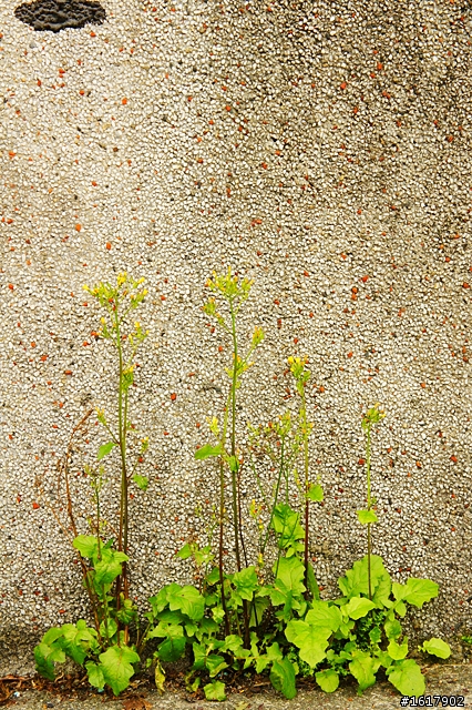 帶NEX去候硐捉貓拍小景