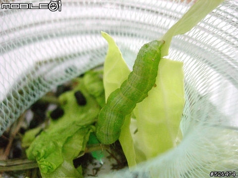 房東姐姐送給我們菜（最後的，交待小毛後事....，5/16更新）