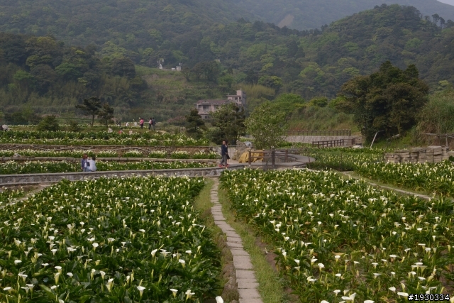 竹子湖海芋田一遊